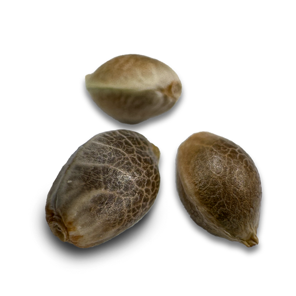 Skittlez Seeds Feminized Seeds Lucky Hemp   