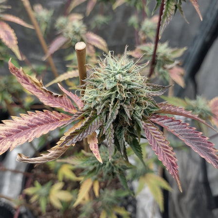 Fruit Cake CBD Seeds Feminized Seeds Lucky Hemp   